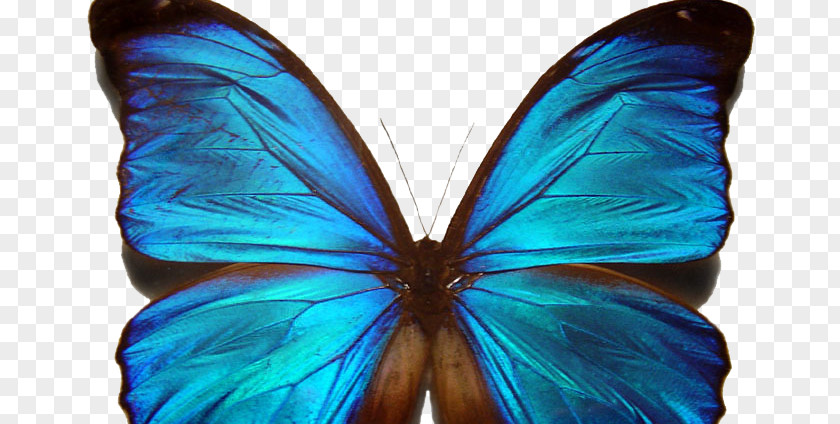 Butter Fly Butterfly Symmetry Noether's Theorem Menelaus Blue Morpho PNG