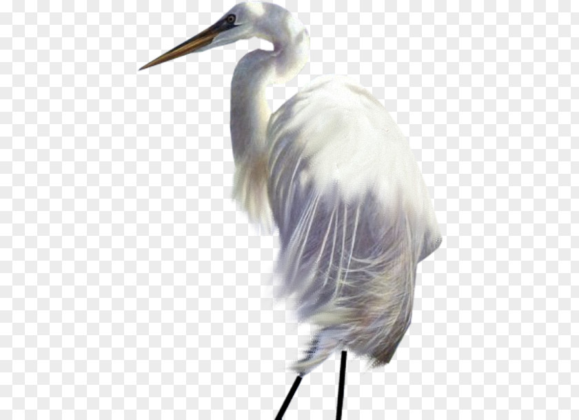 Feather Great Egret White Stork Fujian Crane Beak PNG