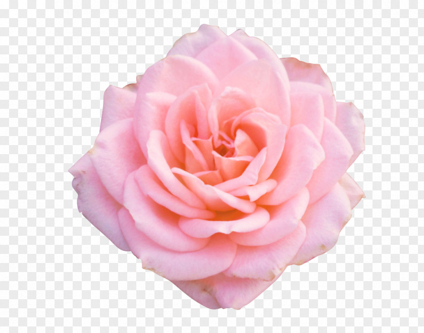 Peach Plant Garden Roses PNG