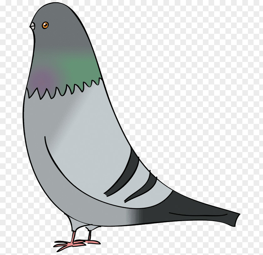 Pigeon Columbidae Domestic Bird Drawing Clip Art PNG