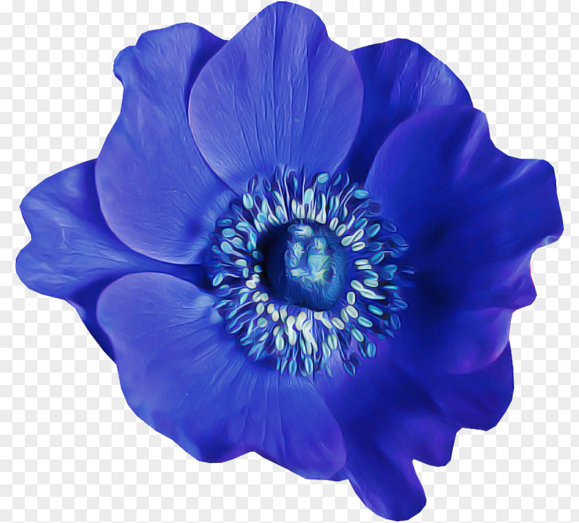 Poppy Family Anemone Blue Flower Petal Cobalt Violet PNG