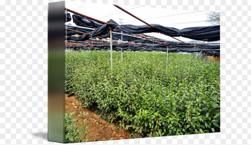 Tea Plantation Crop Grasses Tree Shrub PNG
