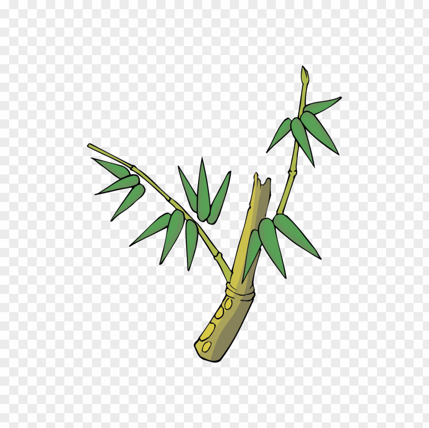 Bamboo Cartoon Drawing PNG