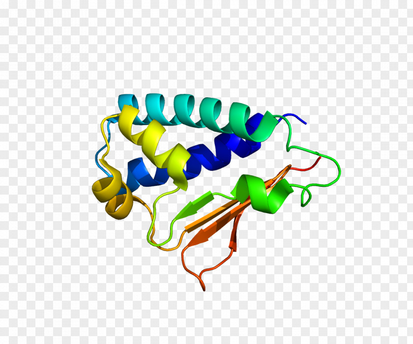 BTG2 Protein Cell Cycle Gene BTG Family, Member 2 PNG