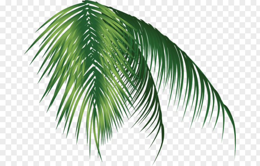 Coconut Arecaceae PNG