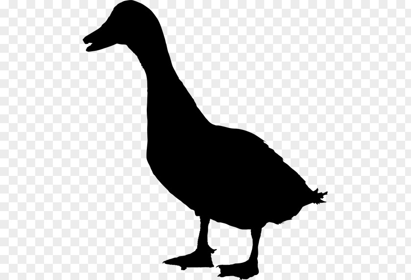 Duck Goose Water Fauna Clip Art PNG