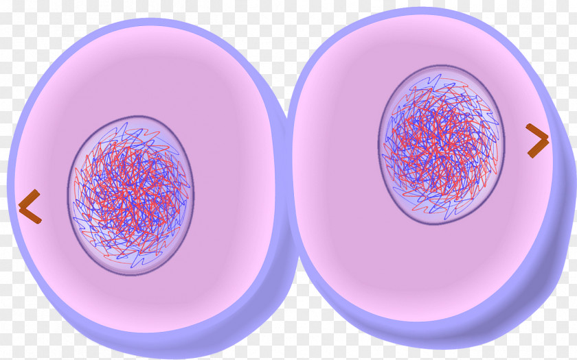 Mitosis Cytokinesis Cell Division Telophase Prometaphase PNG