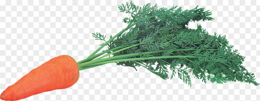 Carrot Baby Image File Formats Leaf Vegetable PNG
