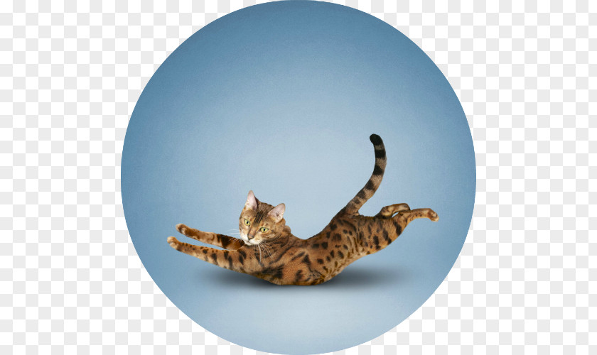 Cat Yoga Cats: The Purrfect Workout Felidae Exercise PNG