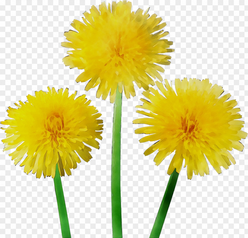 Dandelion Yellow Cut Flowers PNG
