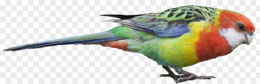 Eastern Bluebird Macaw Bird Loriini Parakeet Beak PNG