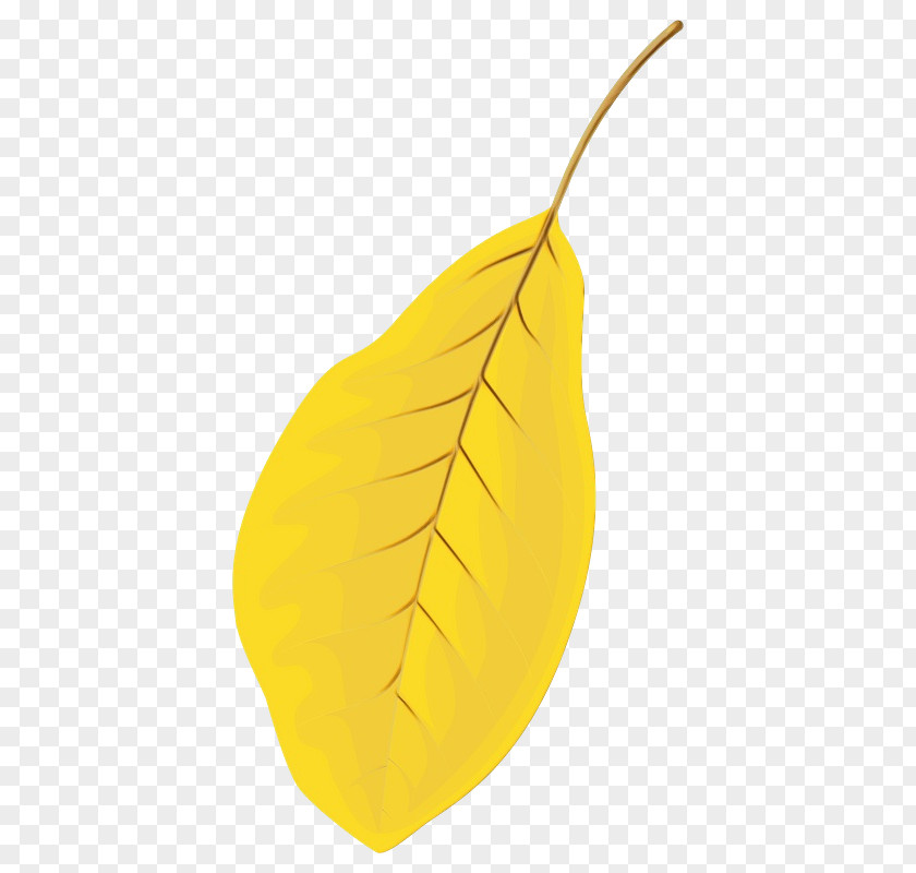 Leaf Yellow Fruit Plant Structure Science PNG