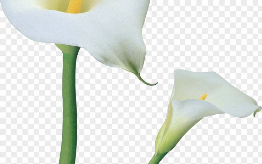 Lily Arum-lily Clip Art Image PNG