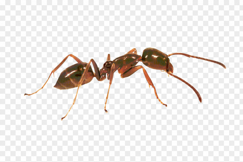 Membranewinged Insect Carpenter Ant Cartoon PNG