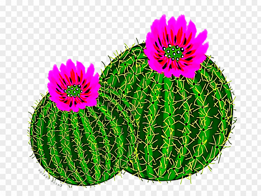 Petal Hedgehog Cactus PNG