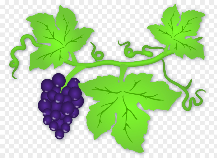Pictures Of Grapes White Wine Common Grape Vine Clip Art PNG