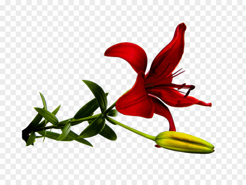 Red Lily Flower Lilium PNG
