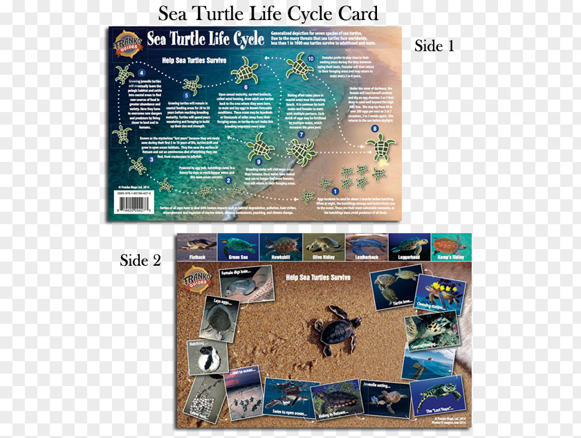 Turtle Sea Snorkeling Dollar Bill Map PNG