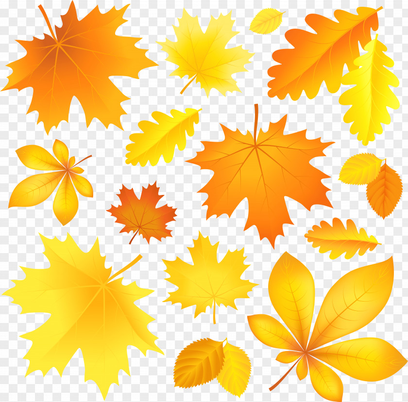 Autumn Leaf Color Clip Art PNG