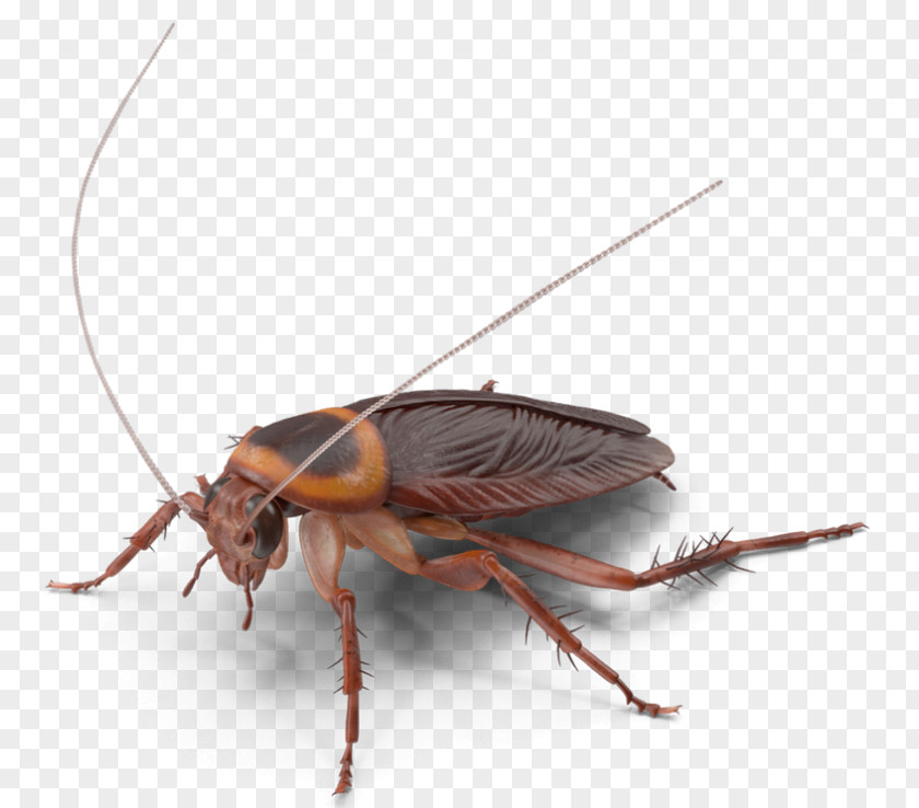 Cockroach American Insect German Pest Control PNG