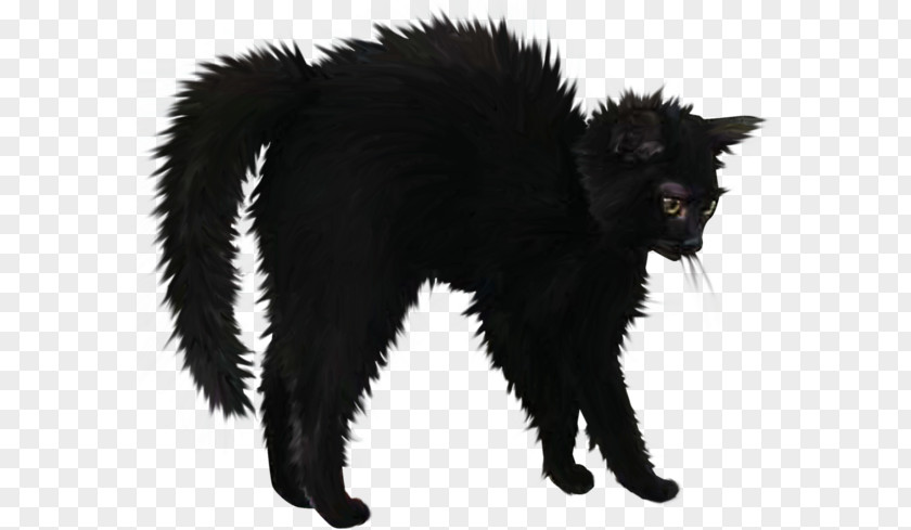 Halloween Decorations Black Cat Bombay Domestic Short-haired Kitten Whiskers PNG