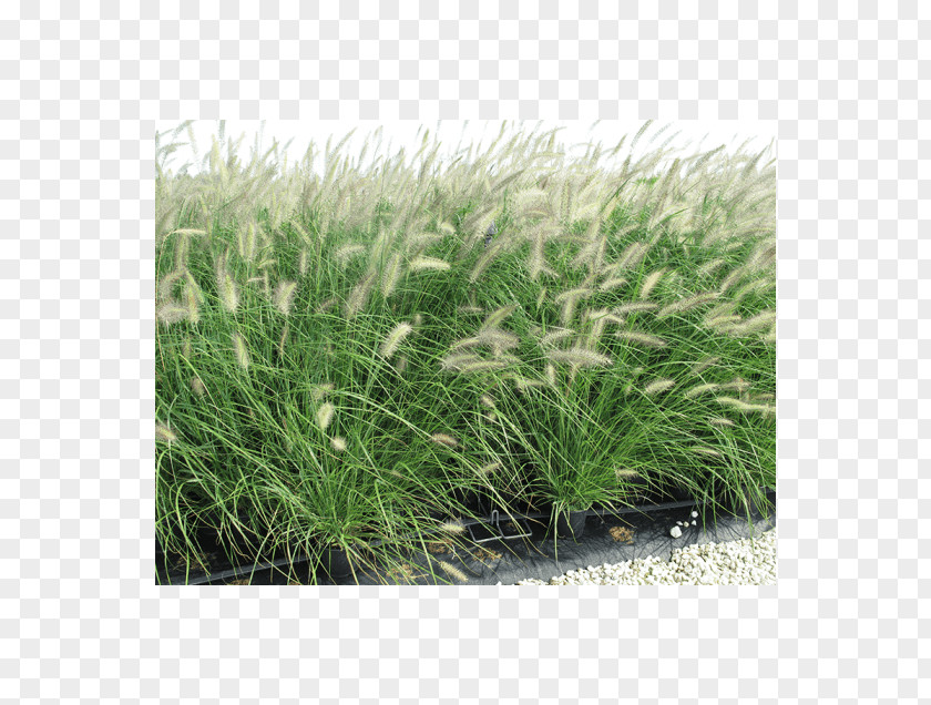 Pennisetum Sweet Grass Vetiver Chrysopogon Grasses PNG