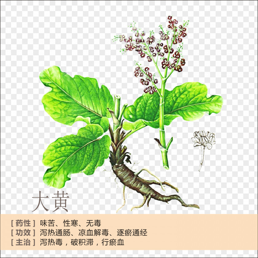 Rhubarb Profile Garden Tea Rheum Palmatum Extract Herb PNG