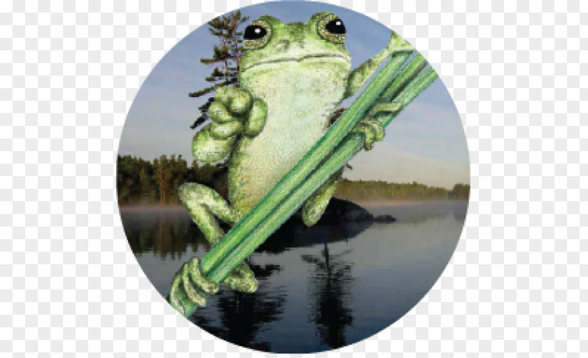 True Frog Leadership Curriculum Knowledge PNG
