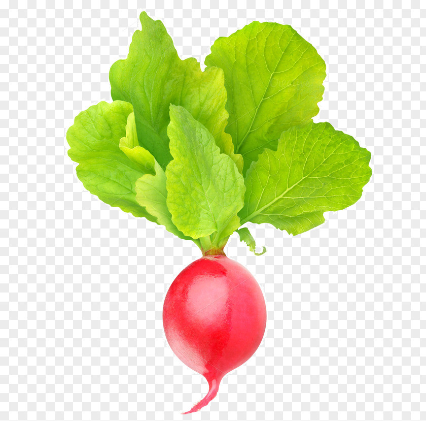 Vegetable Royalty-free Spring Greens Daikon Image PNG