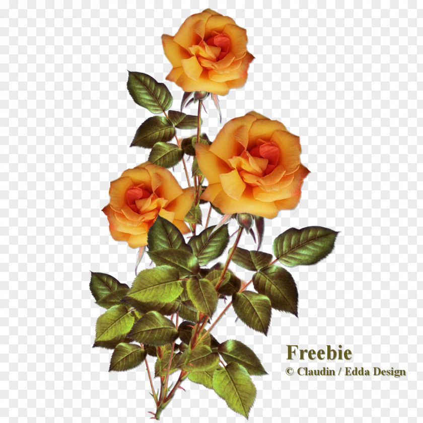 Autumn Rose Garden Roses Cabbage Floribunda Cut Flowers PNG