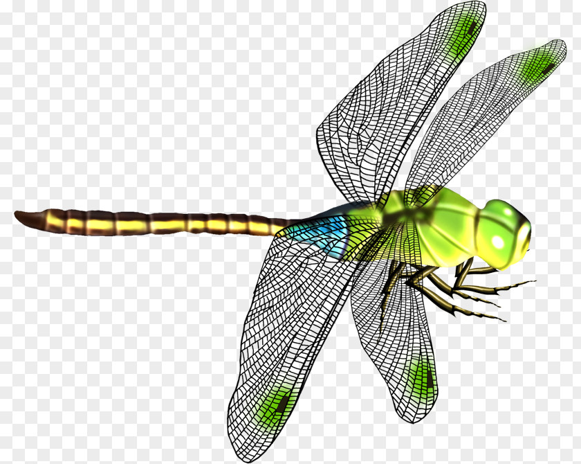 Beautiful Dragonfly Wings Icon PNG