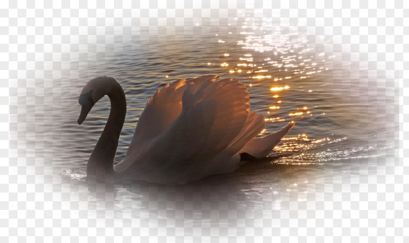 Black Swan Mute Le Cygne Goose Desktop Wallpaper PNG