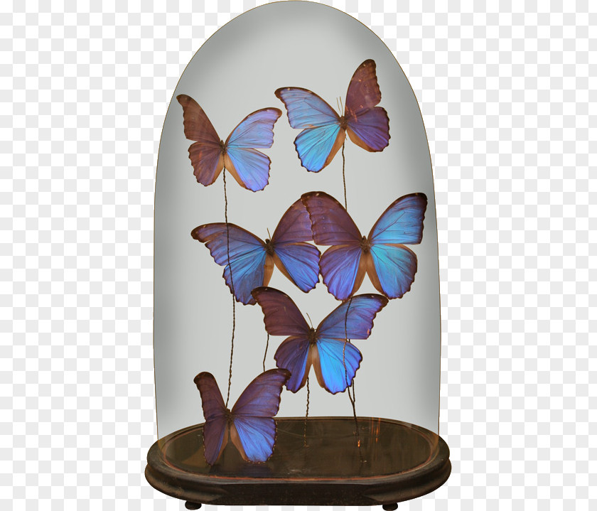 Butterfly Crafts Daytime Ansichtkaart Morning Birthday PNG