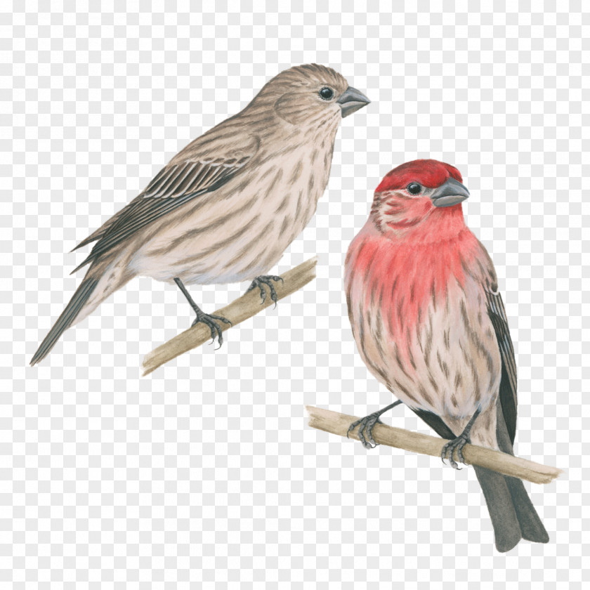 Pink Bird House Finch Sparrow PNG
