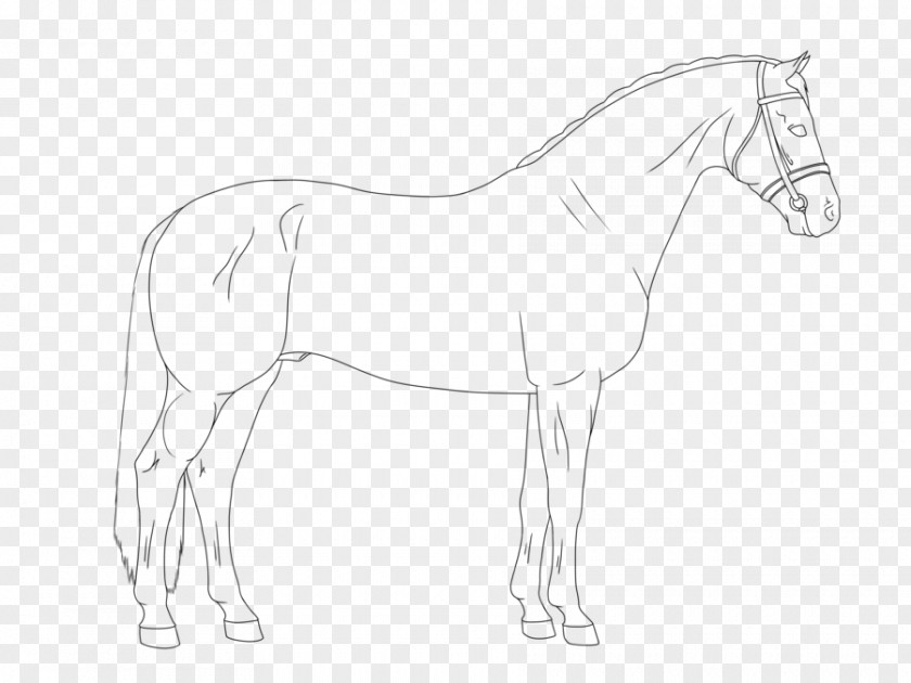 Lineart Pony Mustang Foal Stallion Colt PNG