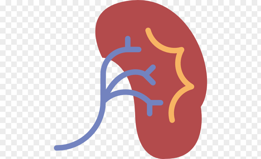 Organs Kidney Medicine Health Care PNG