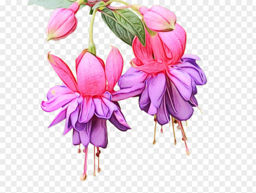Wildflower Evening Primrose Family Pink Flower Cartoon PNG