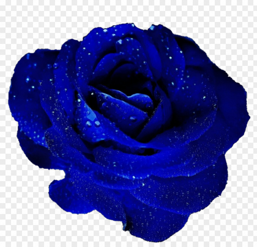 Blue Rose Garden Roses Cut Flowers PNG