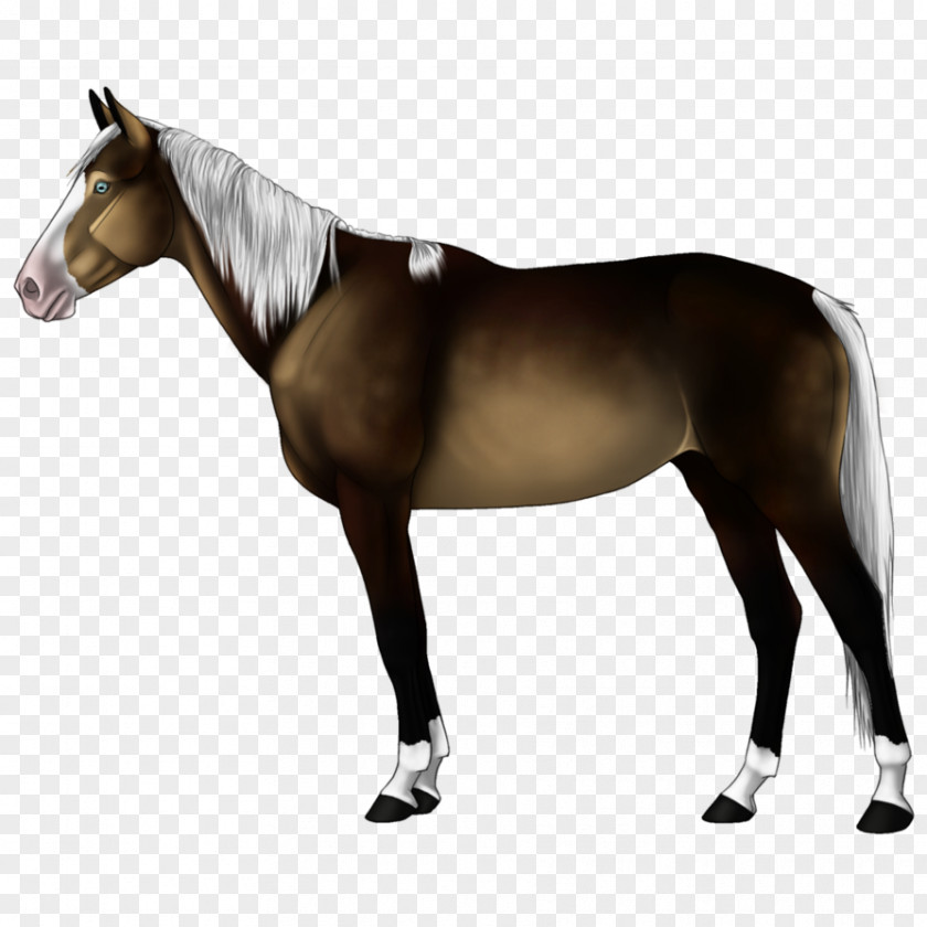 Deviantart Horses Appaloosa Horse Club American Quarter The Blanket PNG