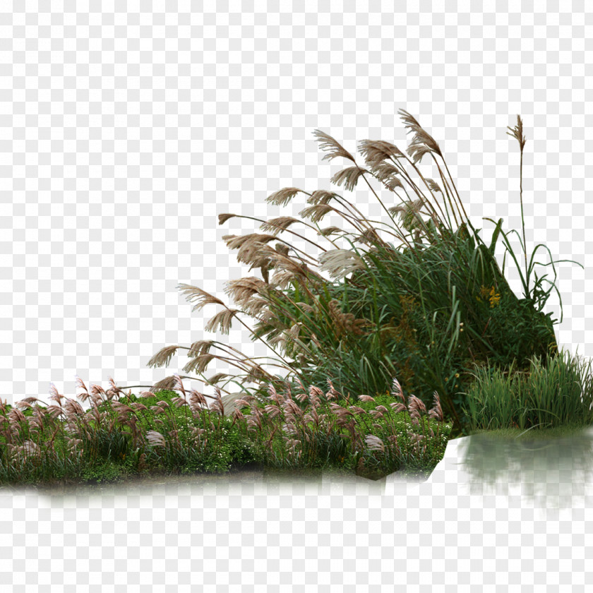 Foxtail Garden Plants PNG garden plants clipart PNG