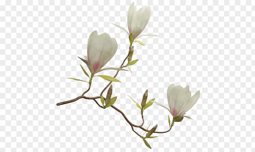 Magnolia Flowering Plant Chinese Liriodendron Tulipifera Twig PNG