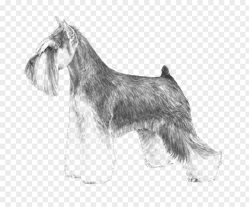 Puppy Miniature Schnauzer Standard Giant PNG