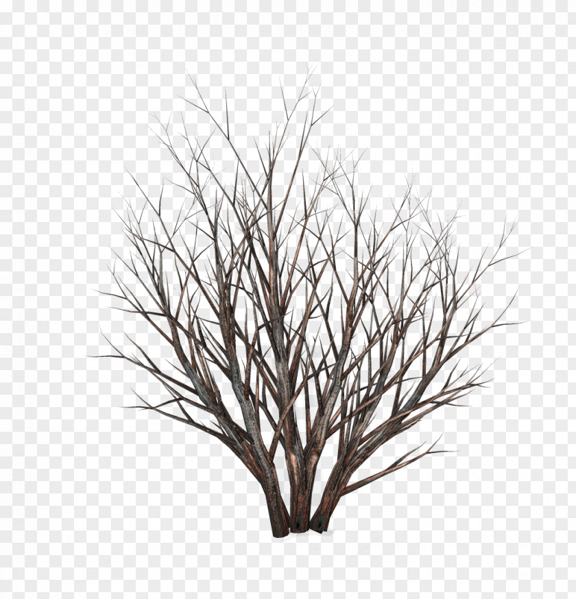 Tree Twig Shrub Clip Art PNG