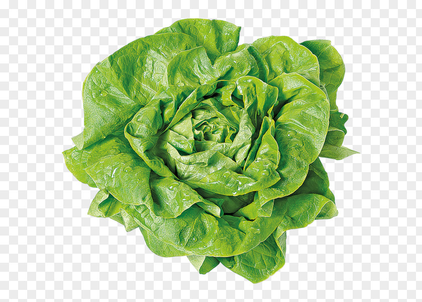 Vegetable Butterhead Lettuce Romaine Food REWE PNG