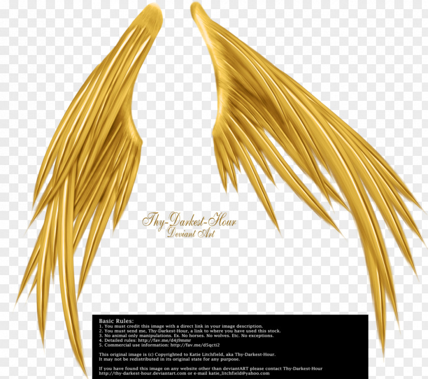 Golden Wings Of Madness Drawing Photography Black And White PNG