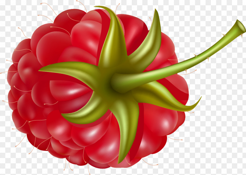 Berries Red Raspberry Fruit Clip Art PNG