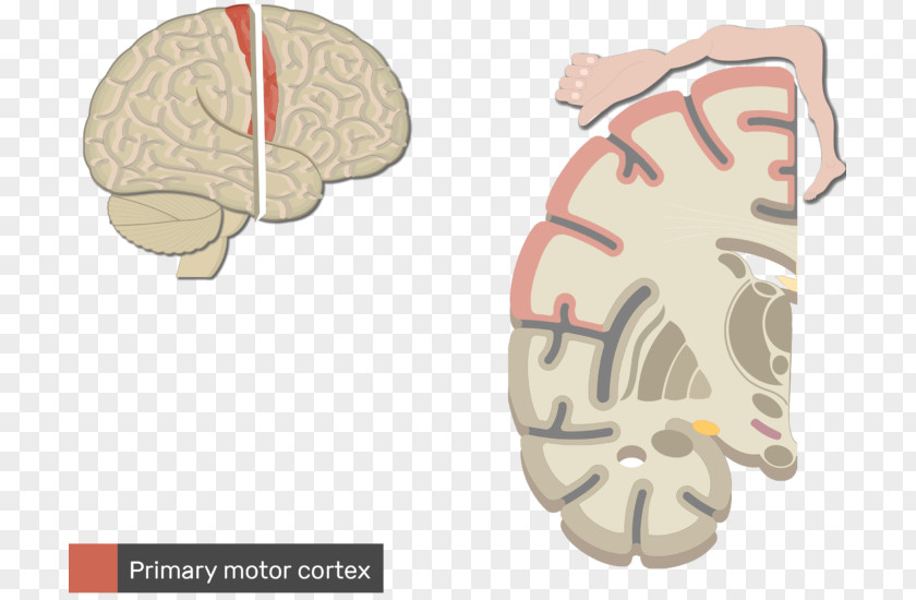 Brain Multipolar Neuron Central Nervous System PNG