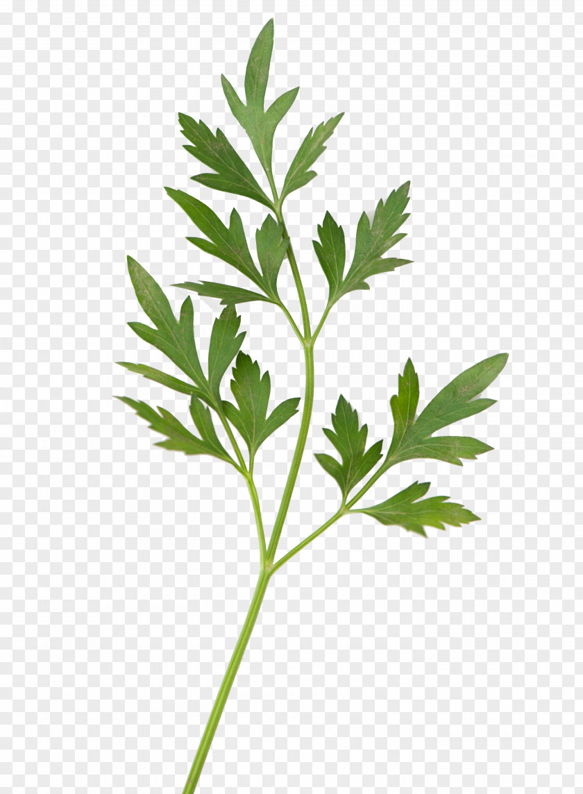 Leaf Parsley Plant Stem Photosynthesis PNG