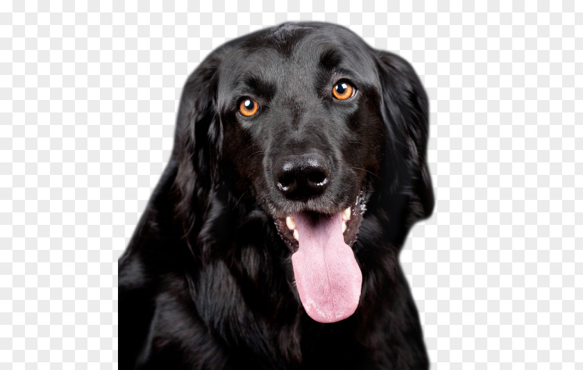 The Dog Labrador Retriever Dobermann Puppy Food PNG
