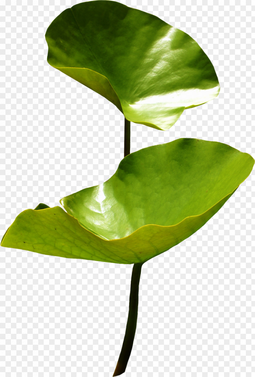 Leaf Sacred Lotus Nymphaea Aquatic Plants PNG